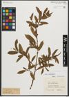 Foto von Salix triandra L.